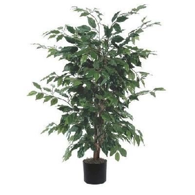 Ficus Black Outdoor Plant with Black Plastic pot