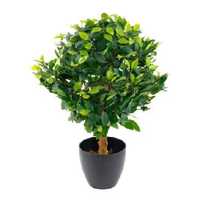 Ficus Black Outdoor Plant with Red Plastic Pot
