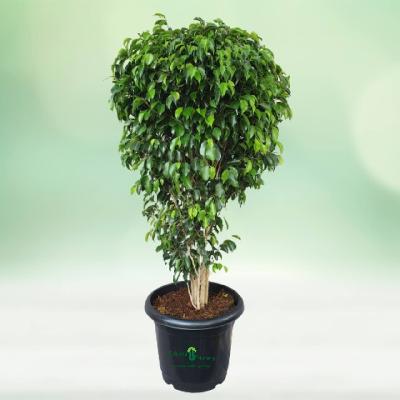 Ficus Black Outdoor Plant with White Plastic Pot