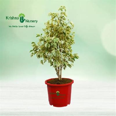 Ficus Starlight Outdoor Plant with Red plastic Pot
