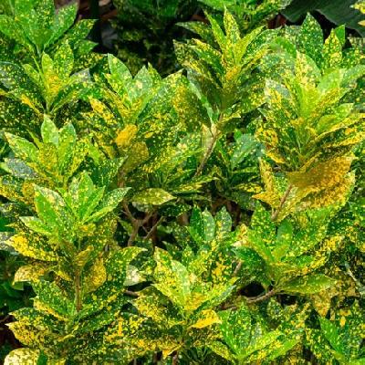 Gold Dust Croton Plant