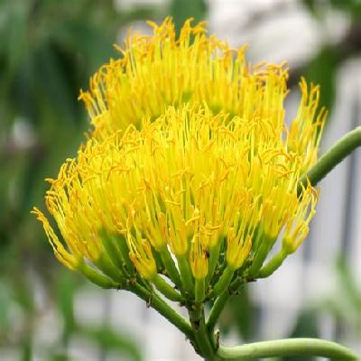 Golden Agave Plant