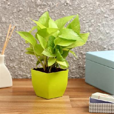 Golden Money Plant With Green Plastic Pot