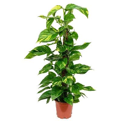 Golden Money Plant With Moss Stick