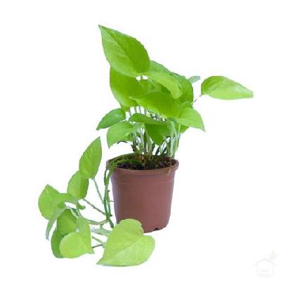 Golden Money Plant With Moss Stick Red Plastic Pot
