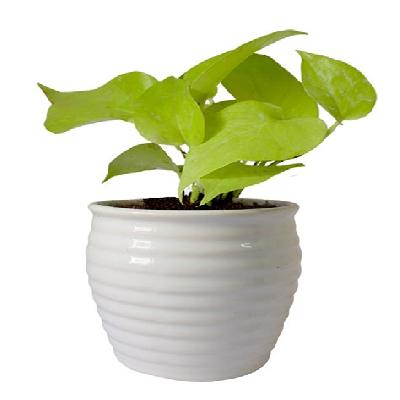 Golden Money Plant With White Ceramic Pot