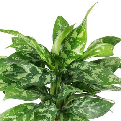 Green Aglaonema Plant