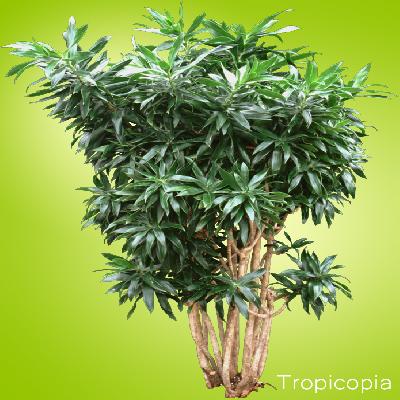 Green Dracaena Reflexa Plant
