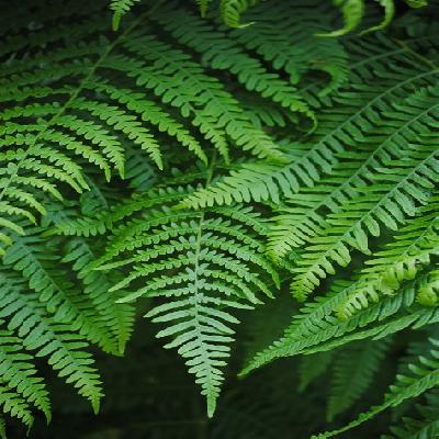 Green Fern Plant