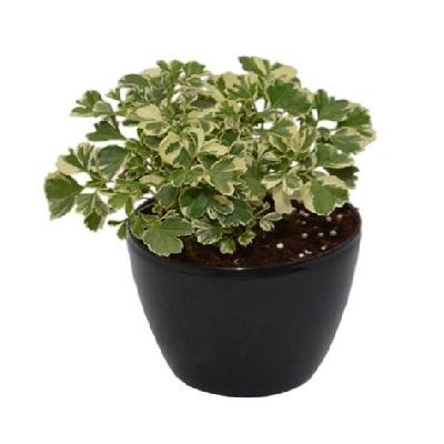Green Indoor Plant With Black Plastic Pot
