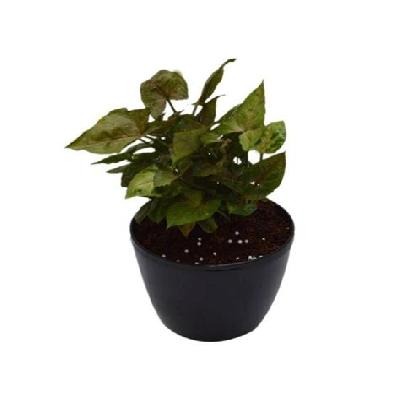 Green Indoor Plant With Red Plastic Pot