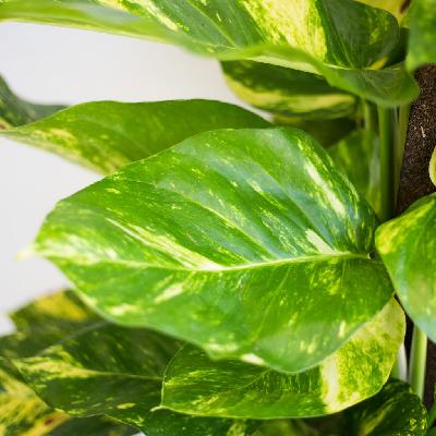 Green Money Plant with Moss Stick