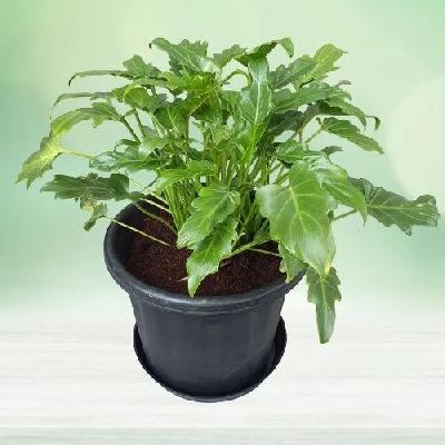 Green Xanadu Indoor Plant