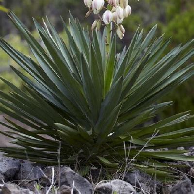 Green Yucca Plant
