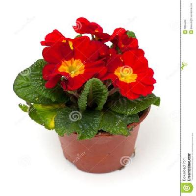 Guldaudi Seasonal Flower Plant with Red Plastic Pot