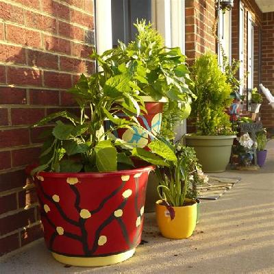 Gulmehandi Flowering Outdoor Plant with Red Plastic Pot