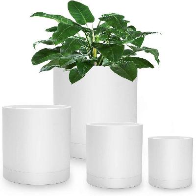 Gulmehandi Flowering Outdoor Plant with White Plastic Pot