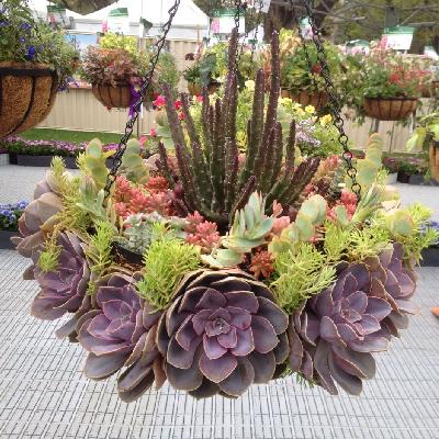 Hanging Basket Succulent Outdoor Plant