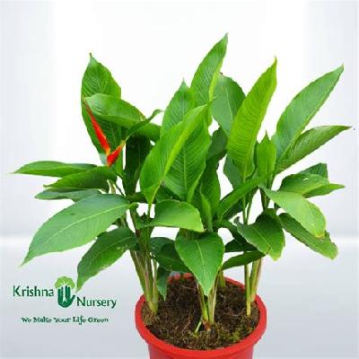 Heliconia Flower Outdoor Plant with Red Plastic Pot