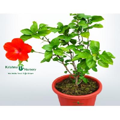 Hibiscus Veriagated Outdoor Plant with Polly Bag