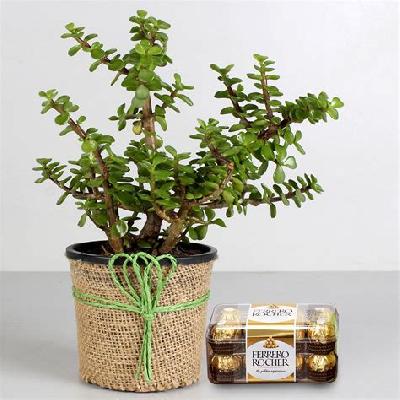Jade Outdoor Plant with Black Plastic Pot