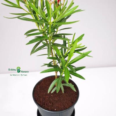 Kaner Dwarf Flowering Outdoor Plant with Black Plastic Pot