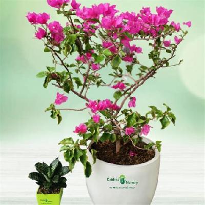 Kaner Dwarf Outdoor Plant with Red Plastic Pot