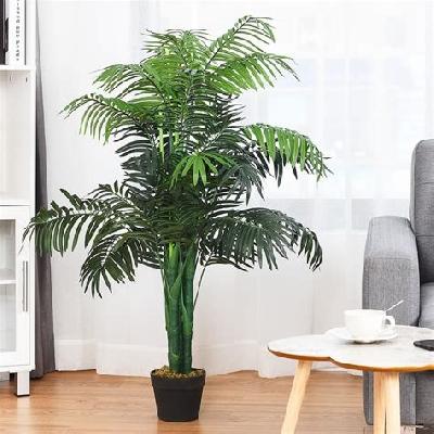 Latina Palm Tree Outdoor Plant with Black Plastic Pot