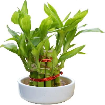 Lucky Bamboo Plant with White Ceramic Pot