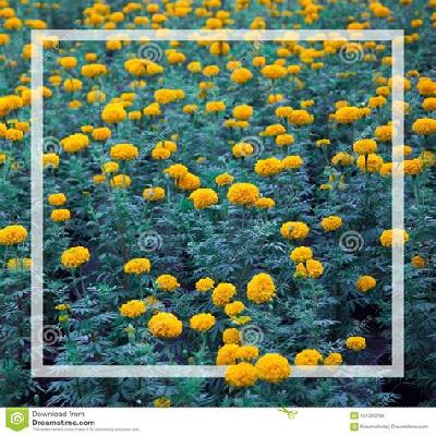 Marigold Flower Plant with Black Plastic Pot