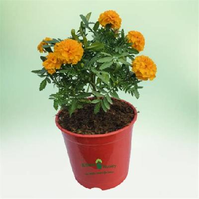 Marigold Seasonal Flowers Plant with Red Plastic Pot