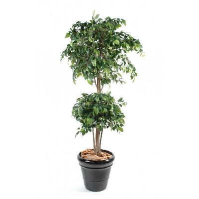 Micro Ficus Double Ball Outdoor Plant