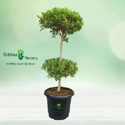 Micro Ficus Double Ball with Black Plastic Pot