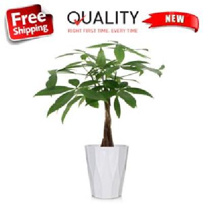 Money Plant With 5 Inch Ceramic Pot