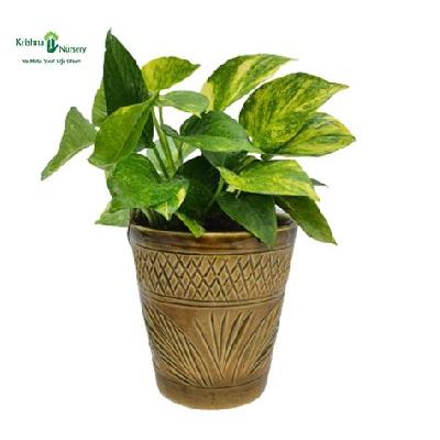 Money Plant With 6 Inch Ceramic Pot