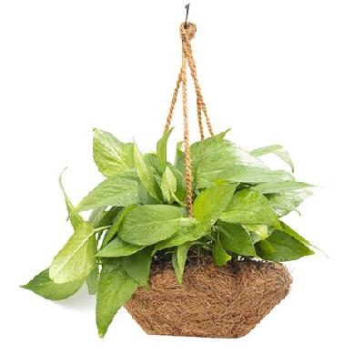 Money Plant With Basket