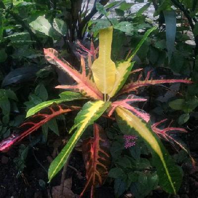 Oakleaf Croton Plant