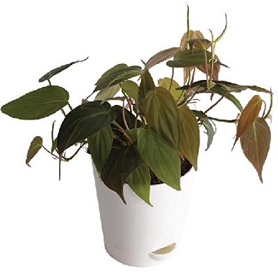 Oxycardium Indoor Plant With Black Plastic Pot