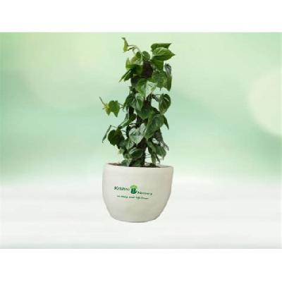 Oxycardium Indoor Plant with Fivber White Pot