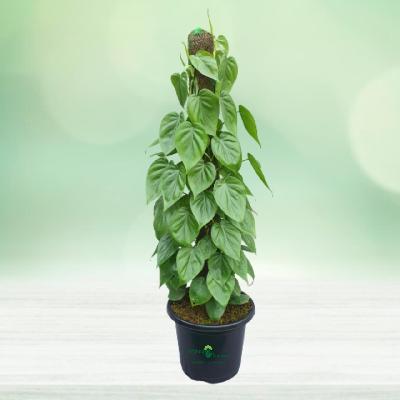 Oxycardium Indoor Plant With Red Plastic Pot