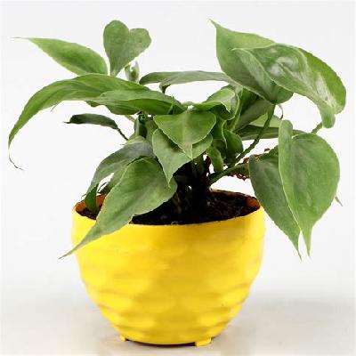 Oxycardium Indoor Plant With White Plastic Pot