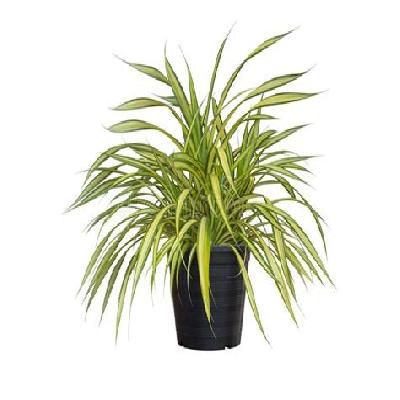 Pandanus Outdoor Plant with Black Plastic Pot