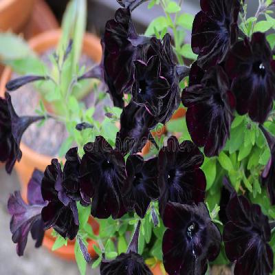 Petunia Seasonal Flowers with Black Pot