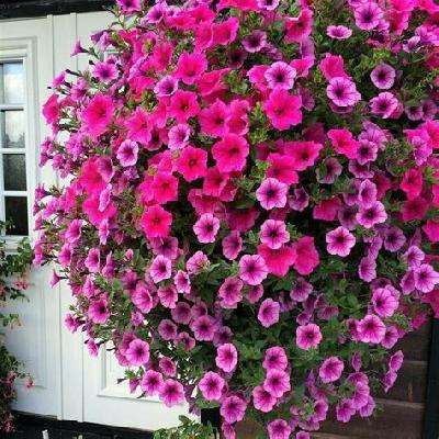 Petunia Seasonal Flowers with Hanging Basket