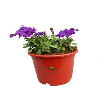 Petunia Seasonal Flowers with Polly Bag