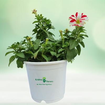 Petunia Seasonal Outdoor Flowers Plants with Polly Bag