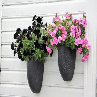 Petunia Seasonal Outdoor Flowers with Black Plastic Pot