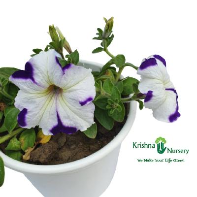 Petunia Seasonal Outdoor Flowers with White Plastic Pot