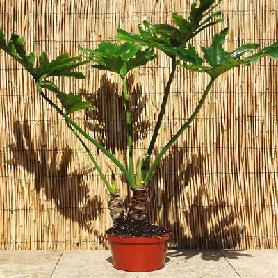 Philodendron Selloum Plant With 6 Inch Ceramic Pot