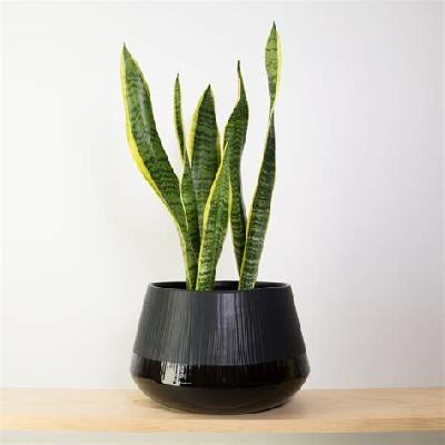 Snake Indoor Plant With Black Pot
